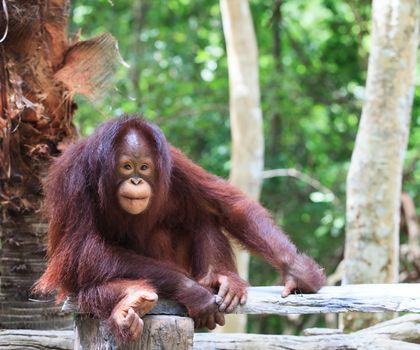 close up full body and face of Borneo Orangutan 