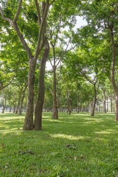 Public green park with green grass field and fresh tree plant