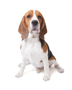 face of beagle dog on white background 
