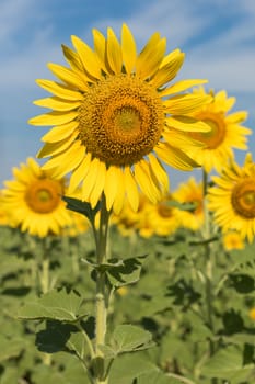 Close up Sun flowers field in Thailand