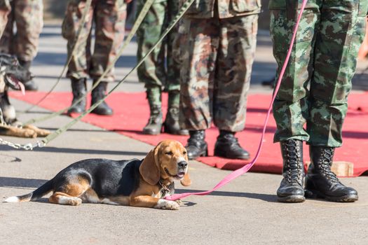 Army Soldier with dog, Training dogs of war