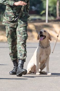 Army Soldier with dog, Training dogs of war