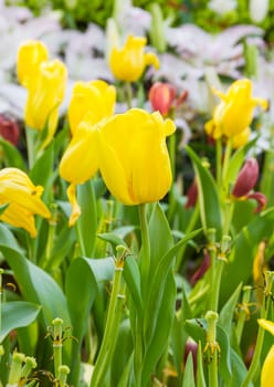 Yellow tulip in garden