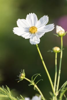 Cosmos flower in field, White cosmos flower family fompositae