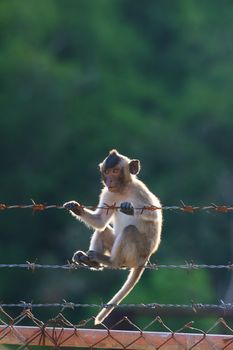 little monkey climbing on steel fence against blurry background