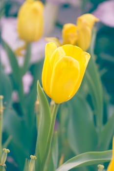 Close up Yellow tulip flower in garden