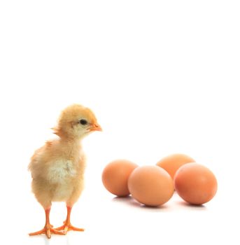 new born chick and eggs on white use for new beginning conception