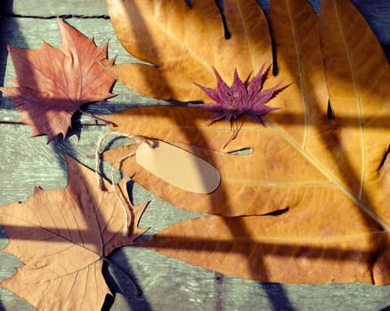 Fall background with dried maple leaf on wood background and vintage color, shadows of window on leaves make art shape