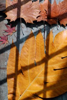 Fall background with dried maple leaf on wood background and vintage color, shadows of window on leaves make art shape