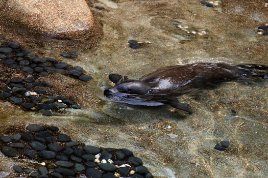 Gray seal in transparent water
