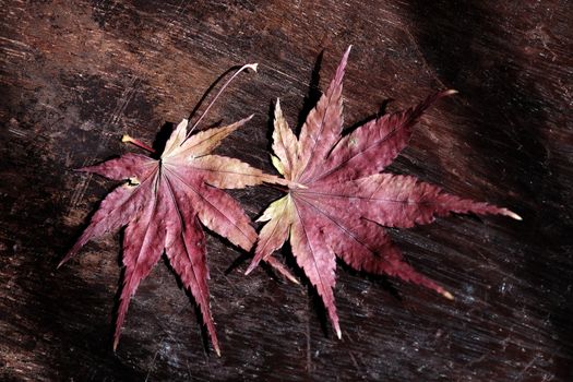 Couple of maple leaf, symbol of love, dried leaves together on wooden background