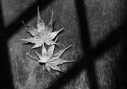 Couple of maple leaf, symbol of love, dried leaves together on wooden background