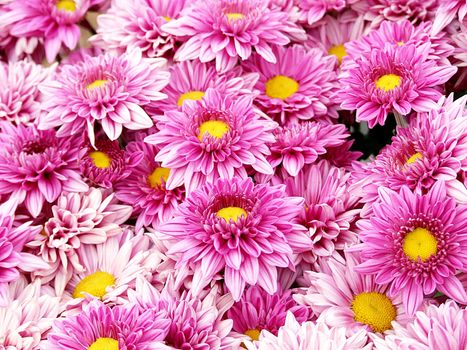 Pink Chrysanthemum flowers, beautiful flowers in the garden for background