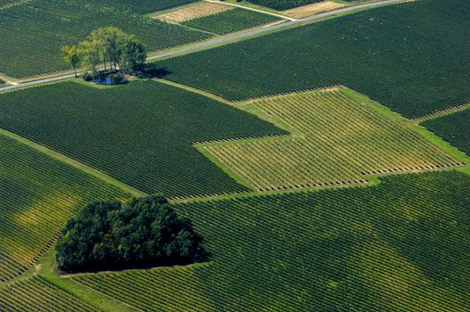 Aerial view of Bordeaux vineyard, France, Europe