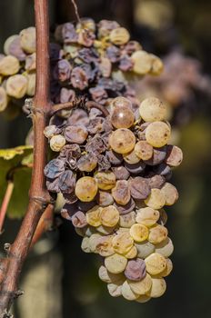 Noble rot of a wine grape, grapes with mold, Botrytis, Sauternes, France