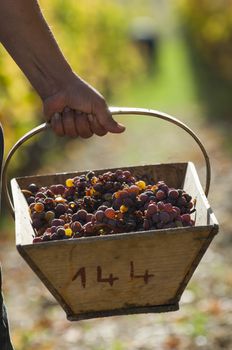 Noble rot of a wine grape, grapes with mold, Botrytis, Sauternes, France