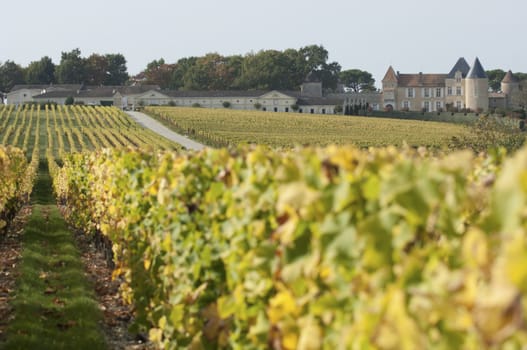Vineyard and Chateau d'Yquem, Sauternes Region, France