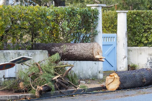 Storm damage. Broken tree in the city, Landes, France