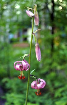 wild plant Rare plant - the Caucasian Lily. Lilium caucasicum