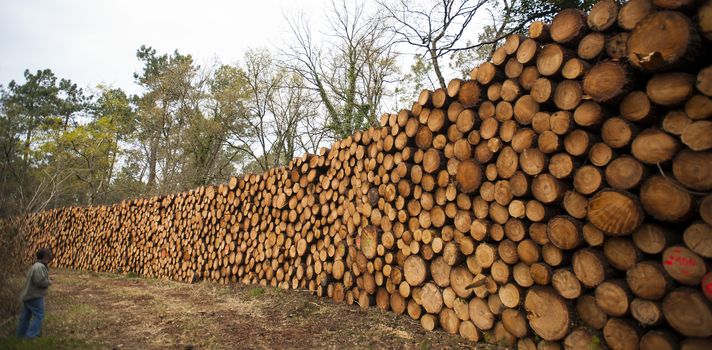 Pine logs in the forest, Firewood as a renewable energy source, France