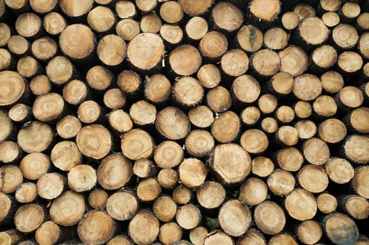 Pine logs in the forest, Firewood as a renewable energy source, France
