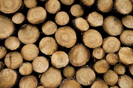 Pine logs in the forest, Firewood as a renewable energy source, France