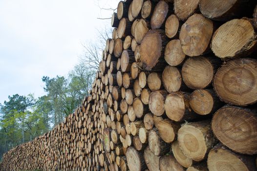 Pine logs in the forest, Firewood as a renewable energy source, France