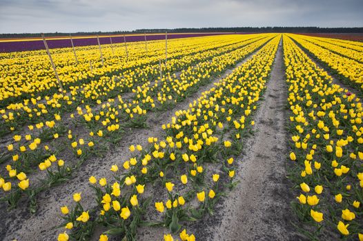 Row of colors at tulip farm in Gironde, France