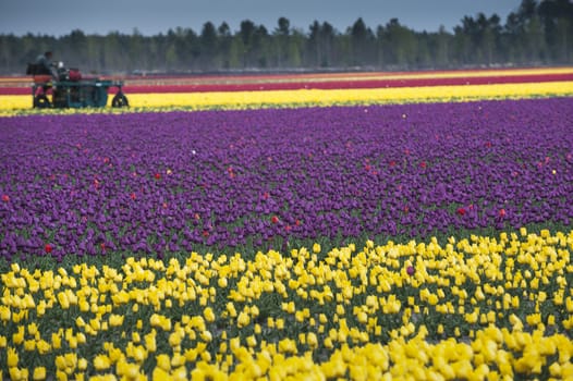 Row of colors at tulip farm in Gironde, France