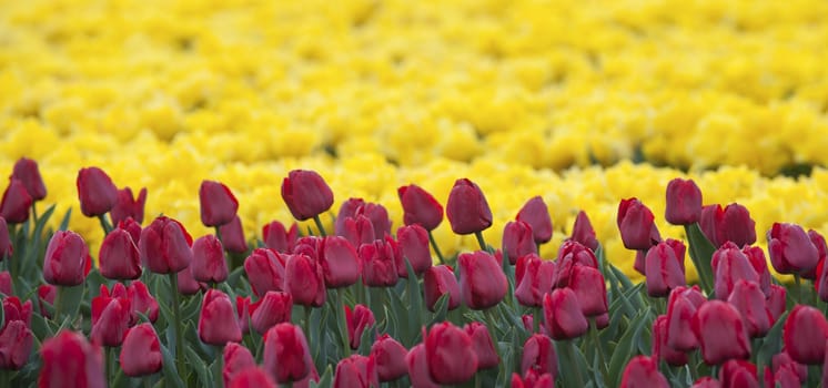Row of colors at tulip farm in Gironde, France