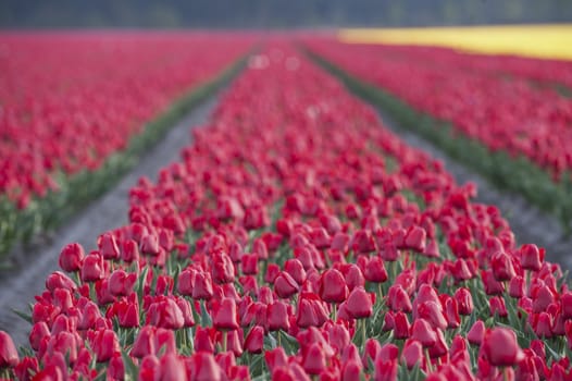 Row of colors at tulip farm in Gironde, France