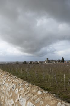 Vineyards of Saint Emilion with ruined church, Bordeaux, France, Europe