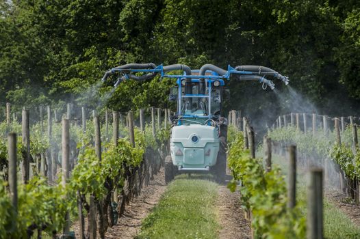 Agricultural chemical treatments in spring vineyard, France