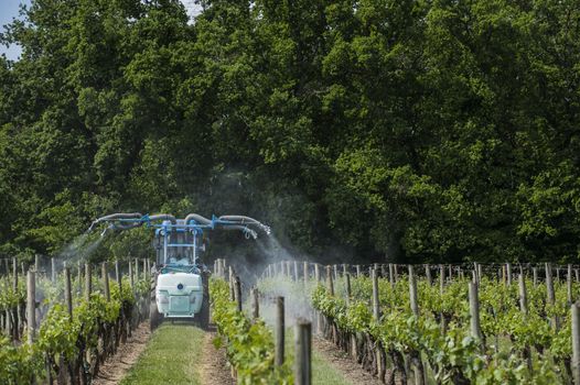 Agricultural chemical treatments in spring vineyard, France
