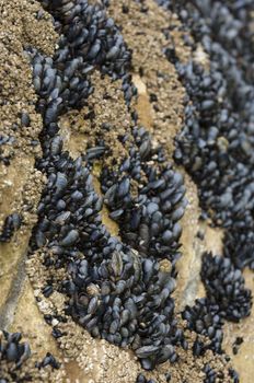 Mussels on rocks at sea shore, seafood, France