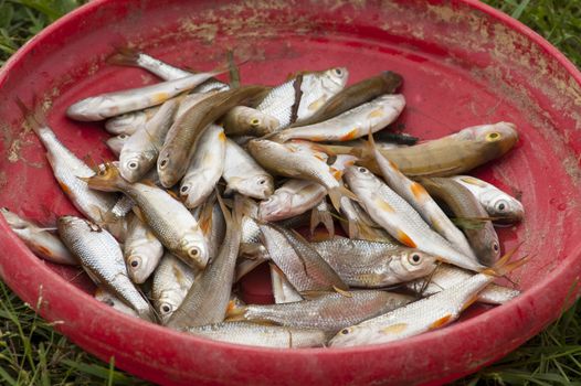 Bucket full of fishes after a fishing trip, France