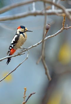 Male great spotted woodpecker (Dendrocopos major) on tree brunch