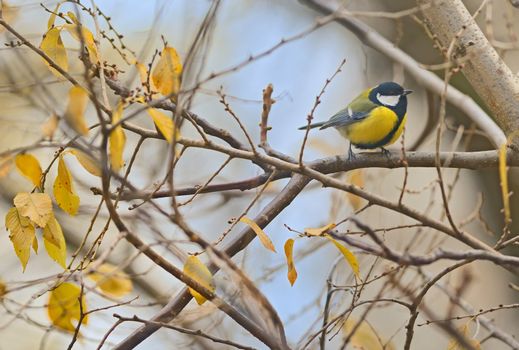 Parus major, great tit bird on autumn branch tree