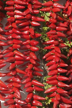 Red chilli peppers, Espelette, Pays Basque, Aquitaine, France