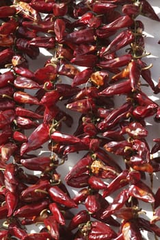 Red chilli peppers, Espelette, Pays Basque, Aquitaine, France