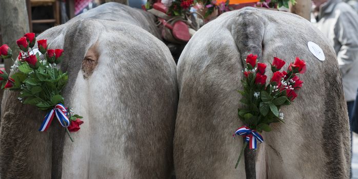 Bazas boeuf with a swinging tail during a traditional festival, Bazas, France