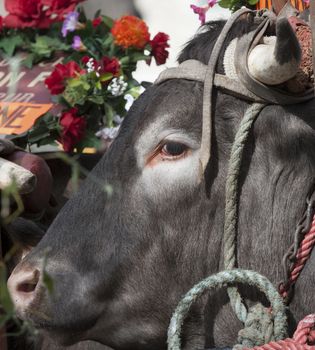 Bazas boeuf with a swinging tail during a traditional festival, Bazas, France