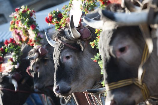 Bazas boeuf with a swinging tail during a traditional festival, Bazas, France