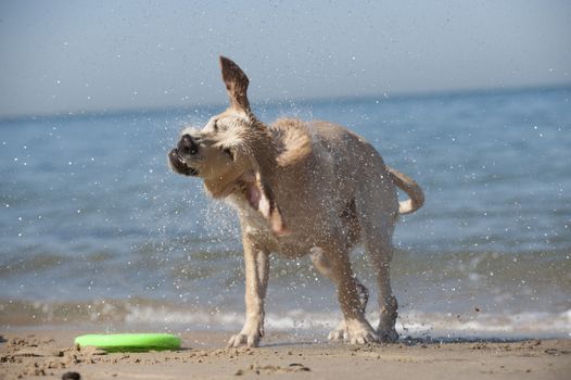 Focused young dog running on the beach, Aquitaine, France