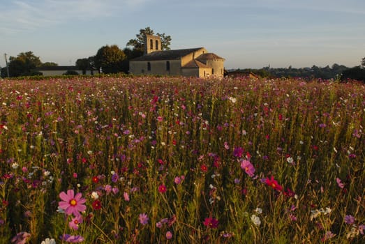 Churche, chapel with flowers field, Gironde, Aquitaine, France