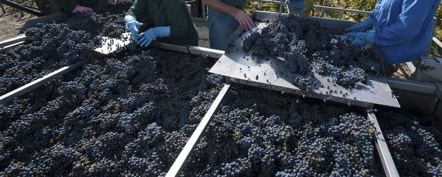 Grape harvest, red bay, Bordeaux Vineyard, France