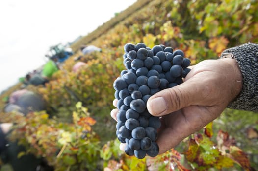 Grapes harvest, Farmers hands with freshly harvested black grapes, Medoc, France