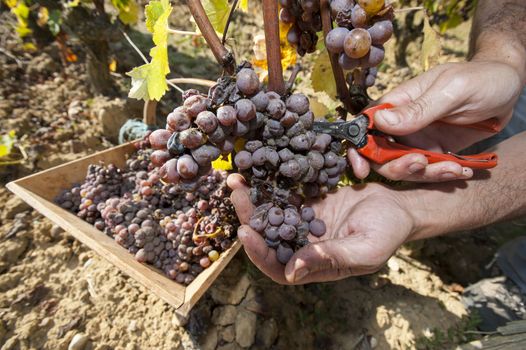 Noble rot of a wine grape, grapes with mold, Botrytis, Sauternes, France