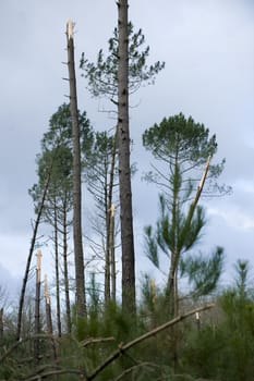 Storm damage. Broken tree in the forest, Landes, France