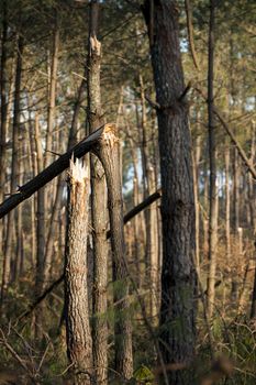 Storm damage. Broken tree in the forest, Landes, France